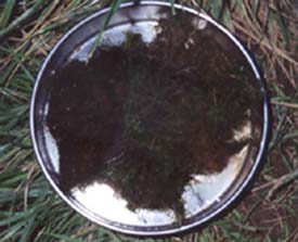 A sample of moss from the river bank