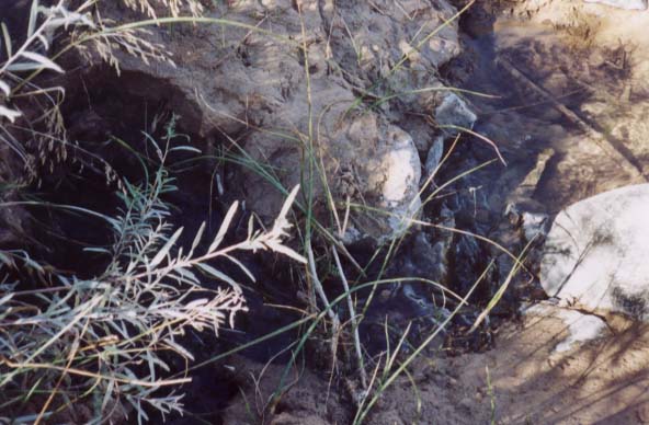 One of many springs that feed into the river